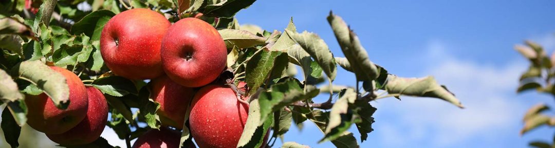 Apple Schedule | Berlin Orchards